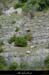 20020930_valleedebayonne_moutons_1