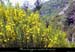 20010525_chamducros_ajoncs_1