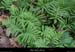 20100101_boisdecasteljau_polypode1