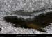 20120210_gorgesardeche_gaud_rivieregeleedetails04