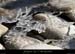 20120210_gorgesardeche_gaud_rivieregeleedetails25
