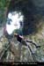 20120830_rappellucarneperceessdevesdevirac2