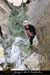 20070406_rappelfousoubieup_bernadette02