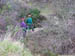 camelie_02