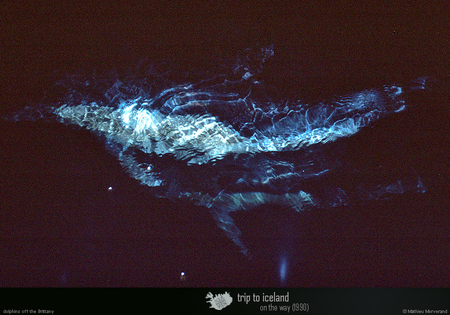 19900902_dauphins_5
