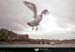 19900903_scilly_hughtown_mouette4