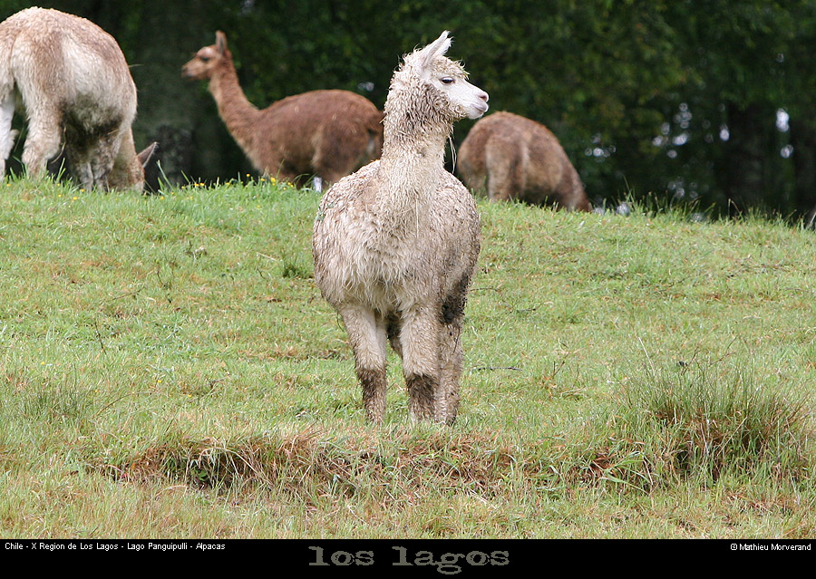 044_02_alpacas