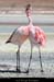 016_20_flamands