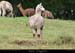 044_02_alpacas