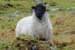 20050417_healypass_05
