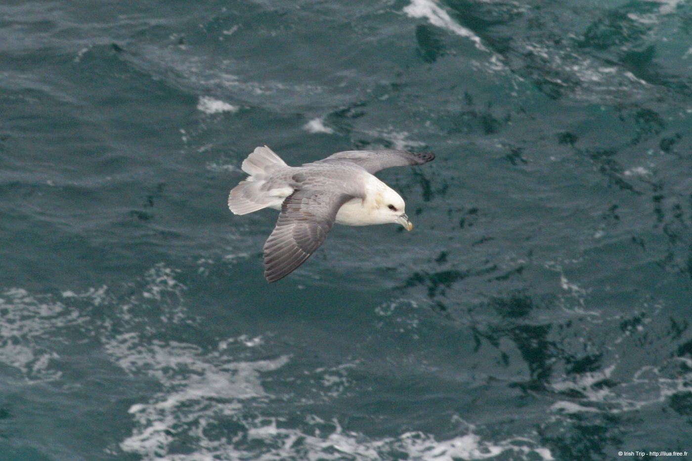 20060330_5_downpatrickhead_10