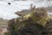 20060401_connemara_40