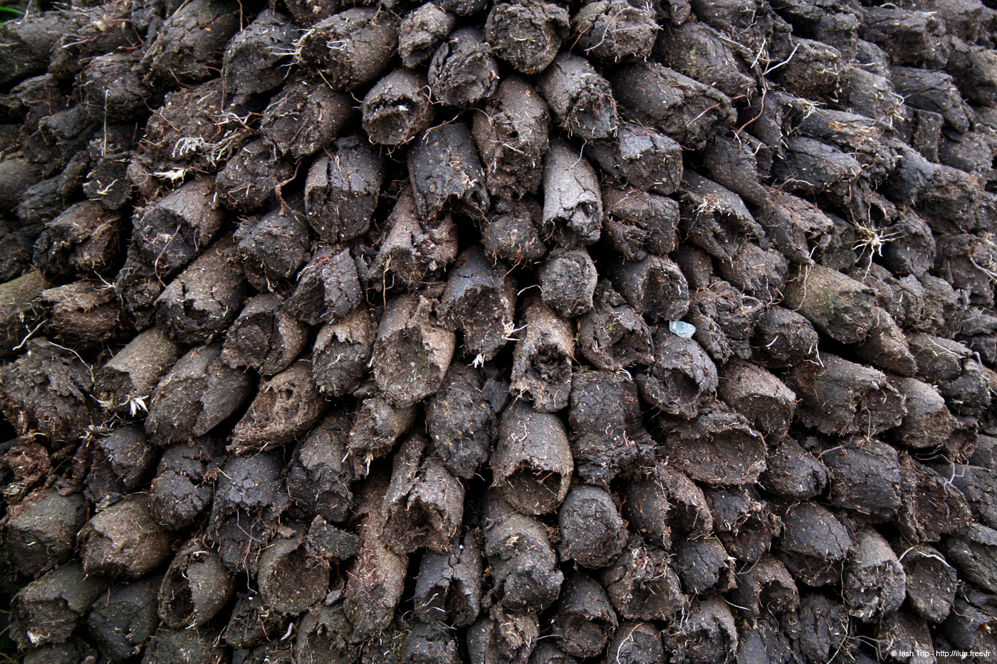 20090429_bogs3
