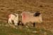 20090427_gcille_cloghan