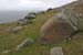 20090429_cronagan39