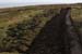 20090429_rinrawrosbogs02