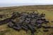 20090429_rinrawrosbogs03
