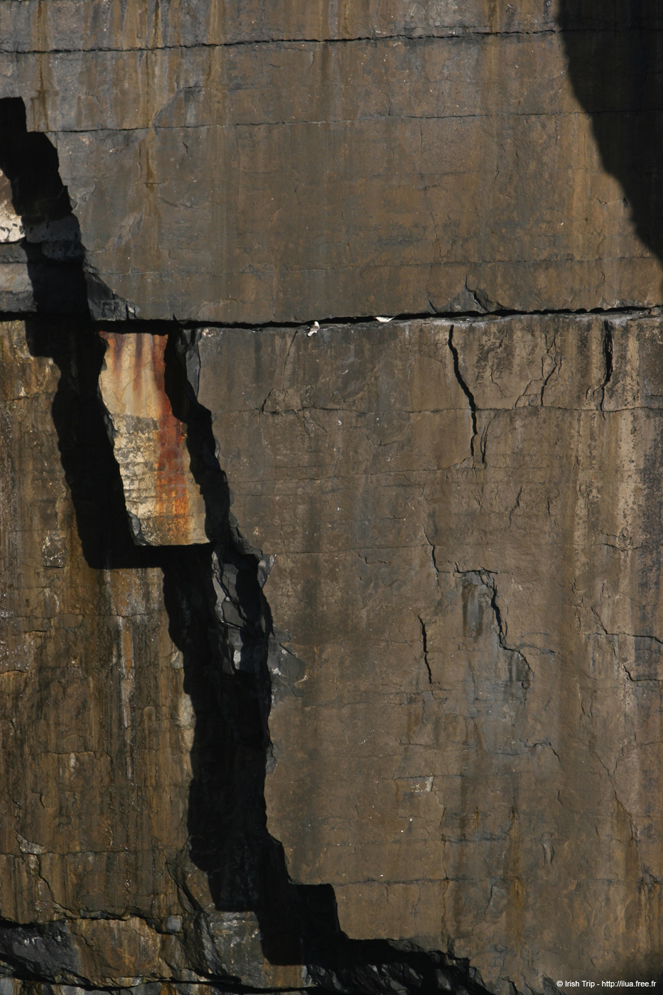 20120508_arannalheaheadcliffsface1
