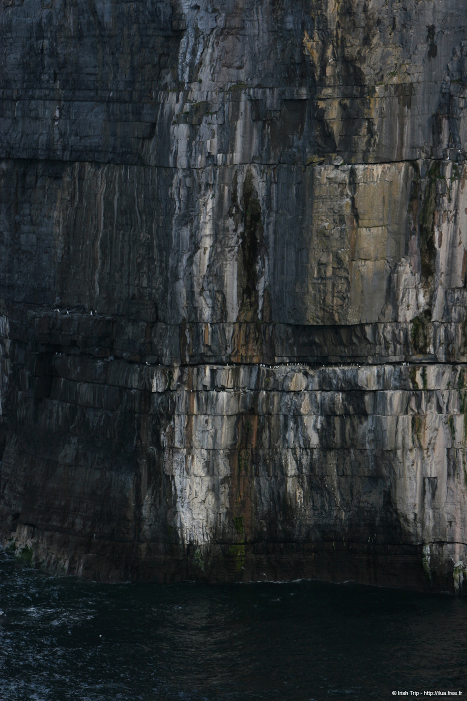 20120508_arannalheaheadcliffsface3