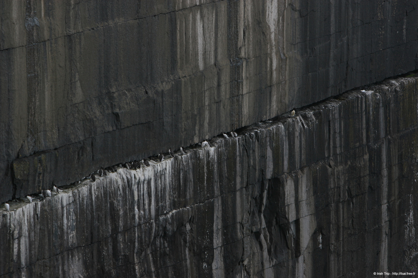 20120508_arannalheaheadcliffsface7