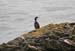 20120504_wicklow_head_birds1