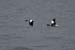 20120504_wicklow_head_birds2