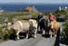 20120508_aranmainistircattle