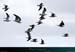 20190317_groix_penmenpteoiseaux2