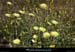 20120517_straphael_capesterel_fleurs1