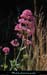 20120517_straphael_capesterel_fleurs2