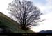 20011023_lestroisbecs_arbre