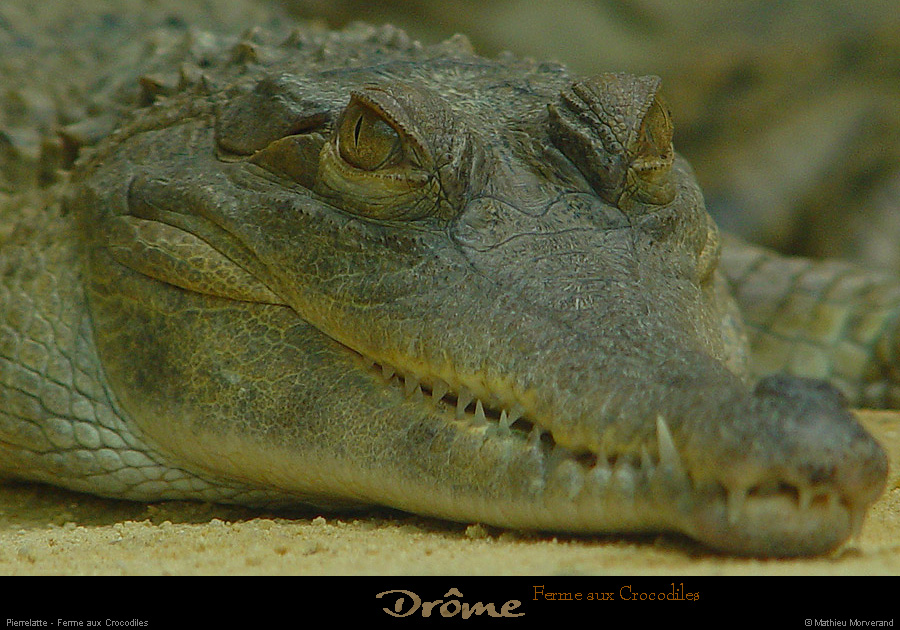20020714_fermeauxcrocodiles_10