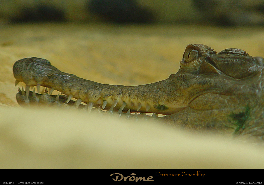 20020714_fermeauxcrocodiles_11