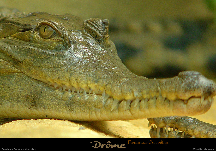 20020714_fermeauxcrocodiles_12