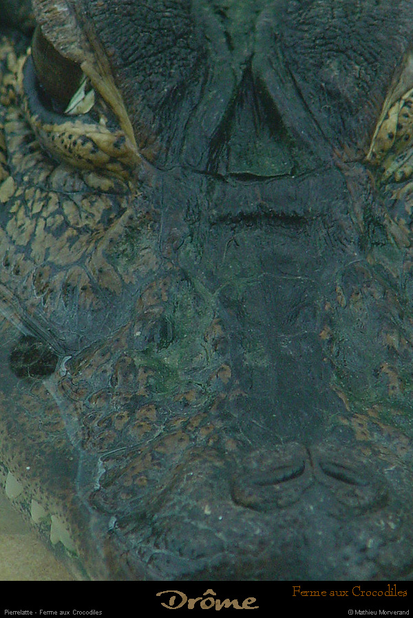 20020714_fermeauxcrocodiles_13