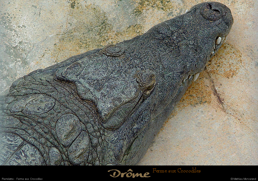 20020714_fermeauxcrocodiles_19