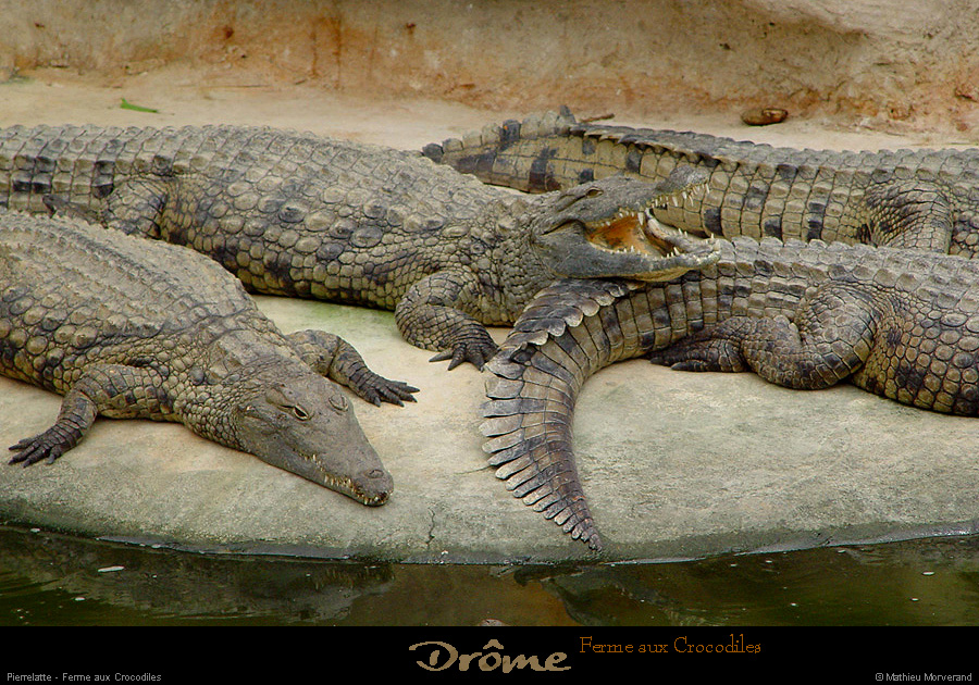 20020714_fermeauxcrocodiles_24