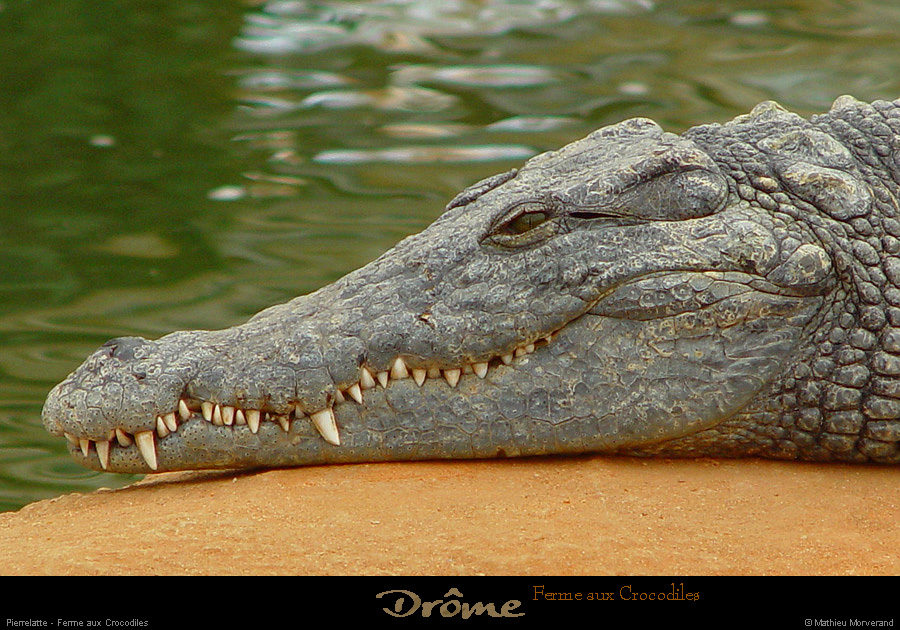 20020714_fermeauxcrocodiles_34
