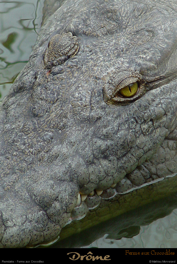 20020714_fermeauxcrocodiles_51