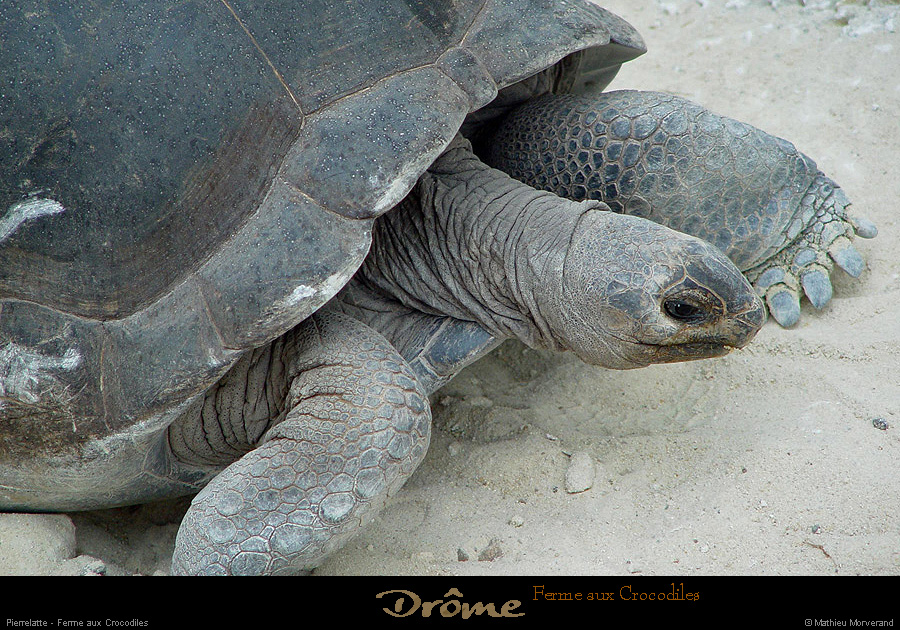 20020714_fermeauxcrocodiles_tortue_3
