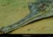 20020714_fermeauxcrocodiles_06