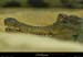 20020714_fermeauxcrocodiles_11