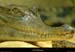 20020714_fermeauxcrocodiles_12