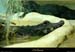 20020714_fermeauxcrocodiles_14