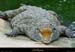 20020714_fermeauxcrocodiles_20