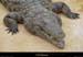 20020714_fermeauxcrocodiles_28