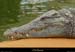 20020714_fermeauxcrocodiles_34