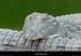 20020714_fermeauxcrocodiles_37