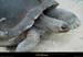 20020714_fermeauxcrocodiles_tortue_3