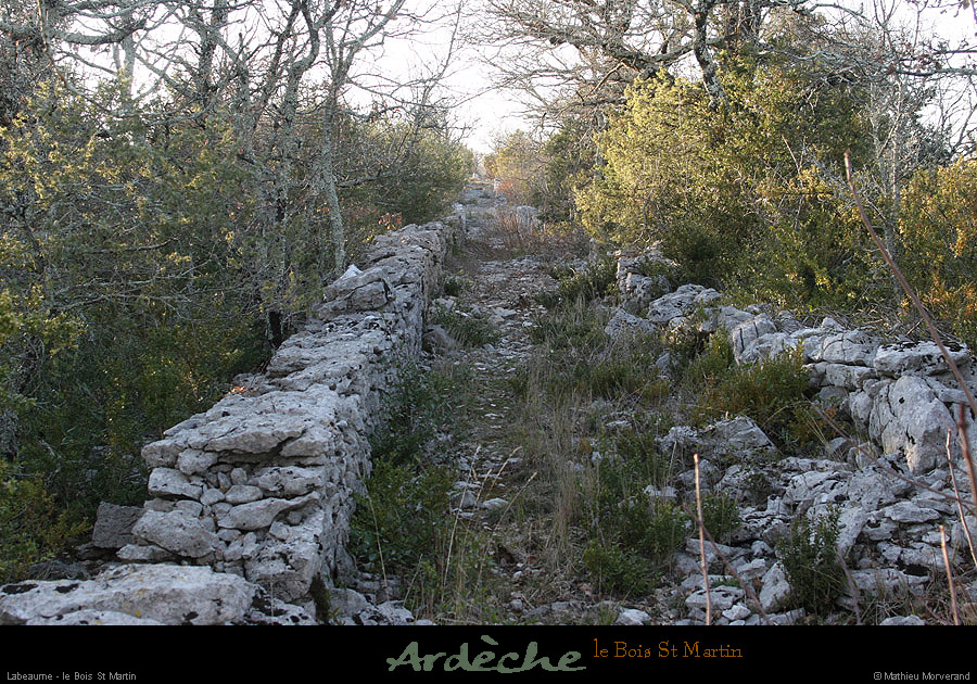 20090315_boisstmartin_sentier03